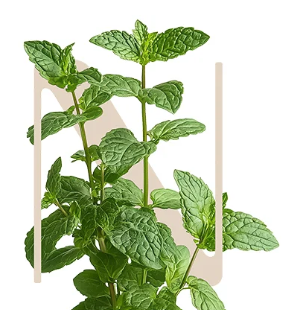 EtHAIReal Peppermint